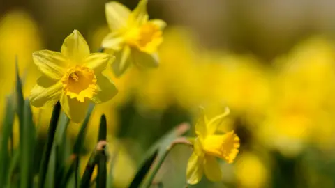Getty Images Three bright yellow trumpet-shaped daffodils can be seen against a carpet of vibrant yellow daffodils growing on grassland