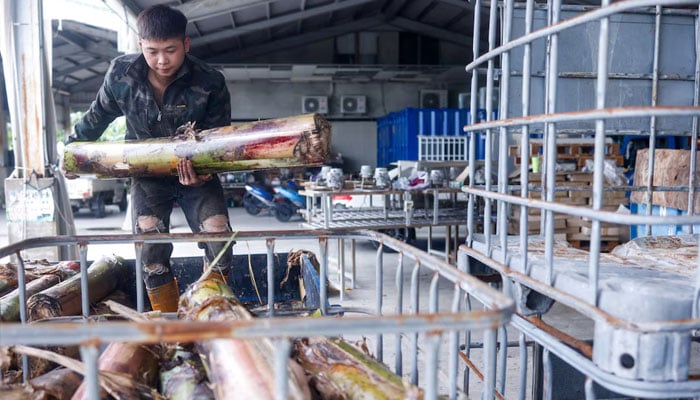 A worker loads banana pseudostems, the middle section of the plant, to be processed into materials for fabric at a facility in Pingtung, Taiwan, August 20, 2025. — Reuters
