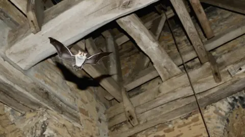 Chris Damant/Bernwood Ecology Natterer's bat flying under the roof of a church. the roof beams are old and worn, and the brickwork is distressed. The bat is mid-flight. It's wings are black and its body is pale grey.  
